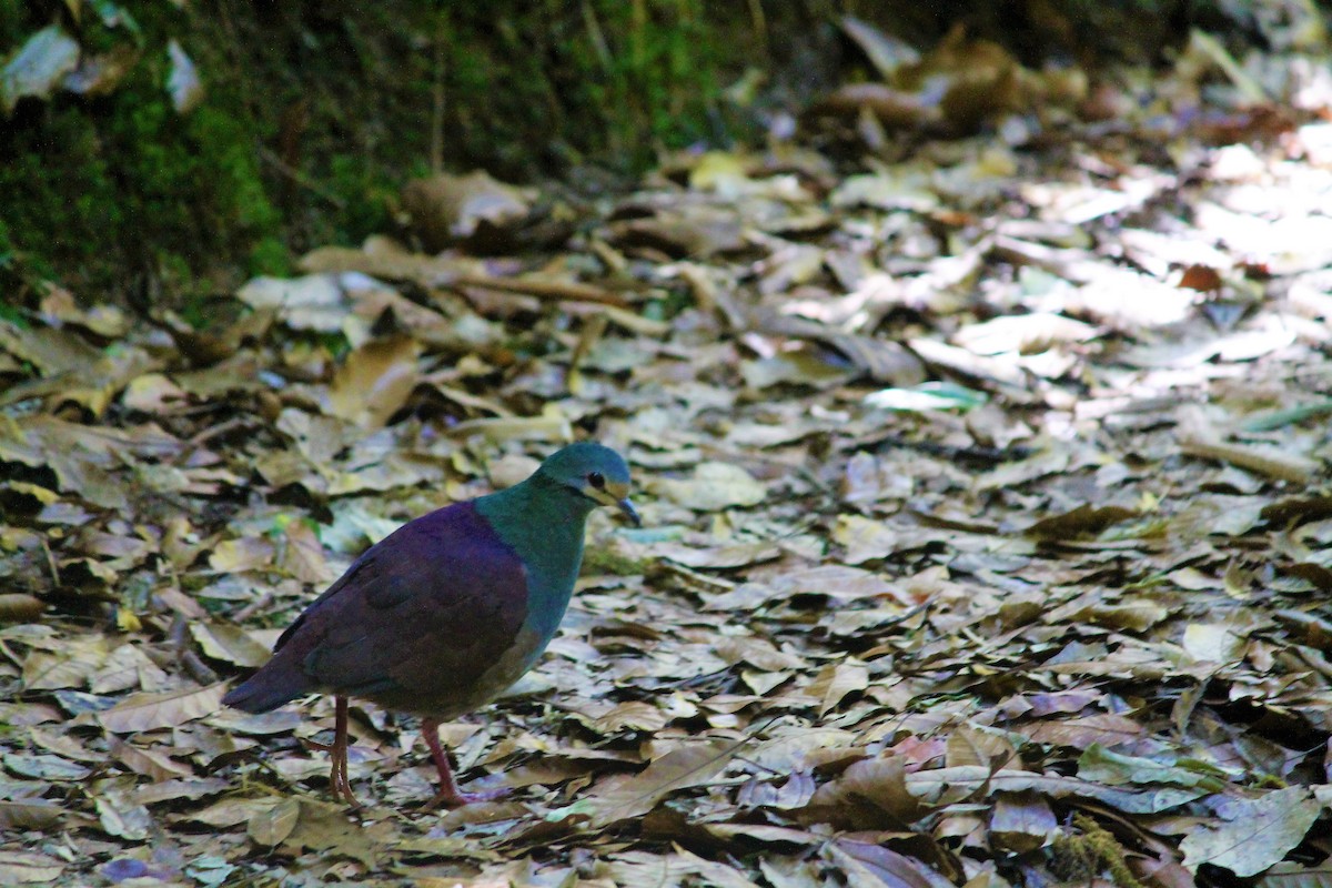 Buff-fronted Quail-Dove - ML423396501