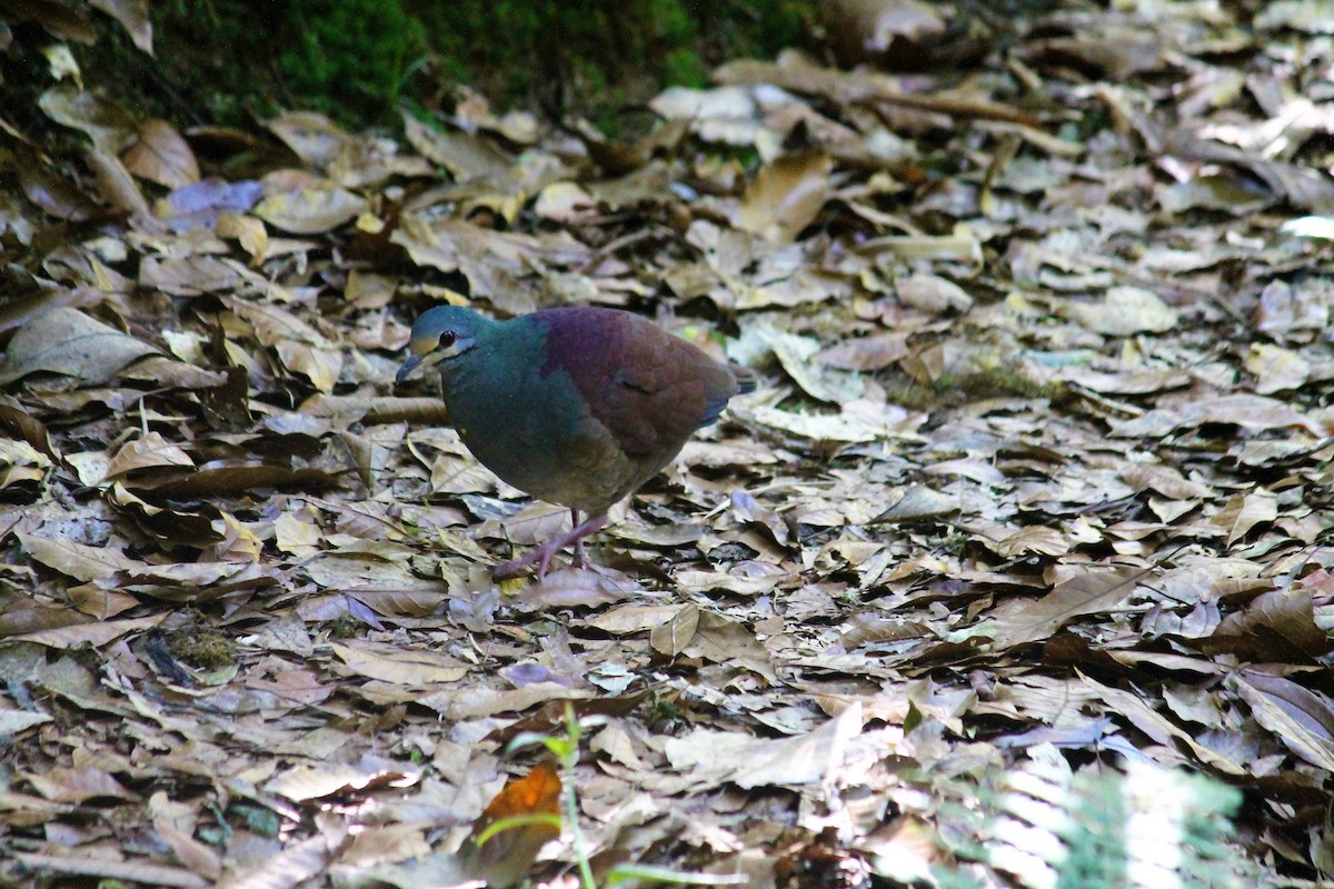 Buff-fronted Quail-Dove - ML423396511