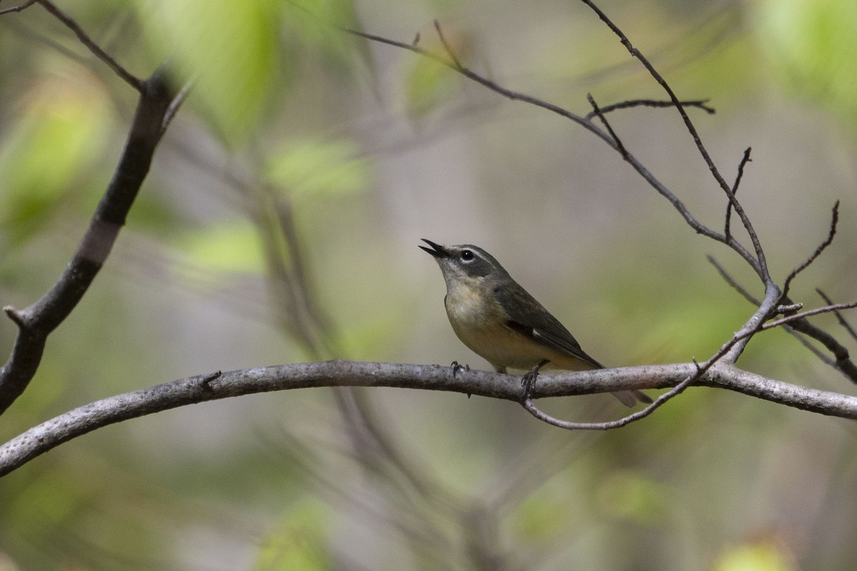 Black-throated Blue Warbler - ML423398691