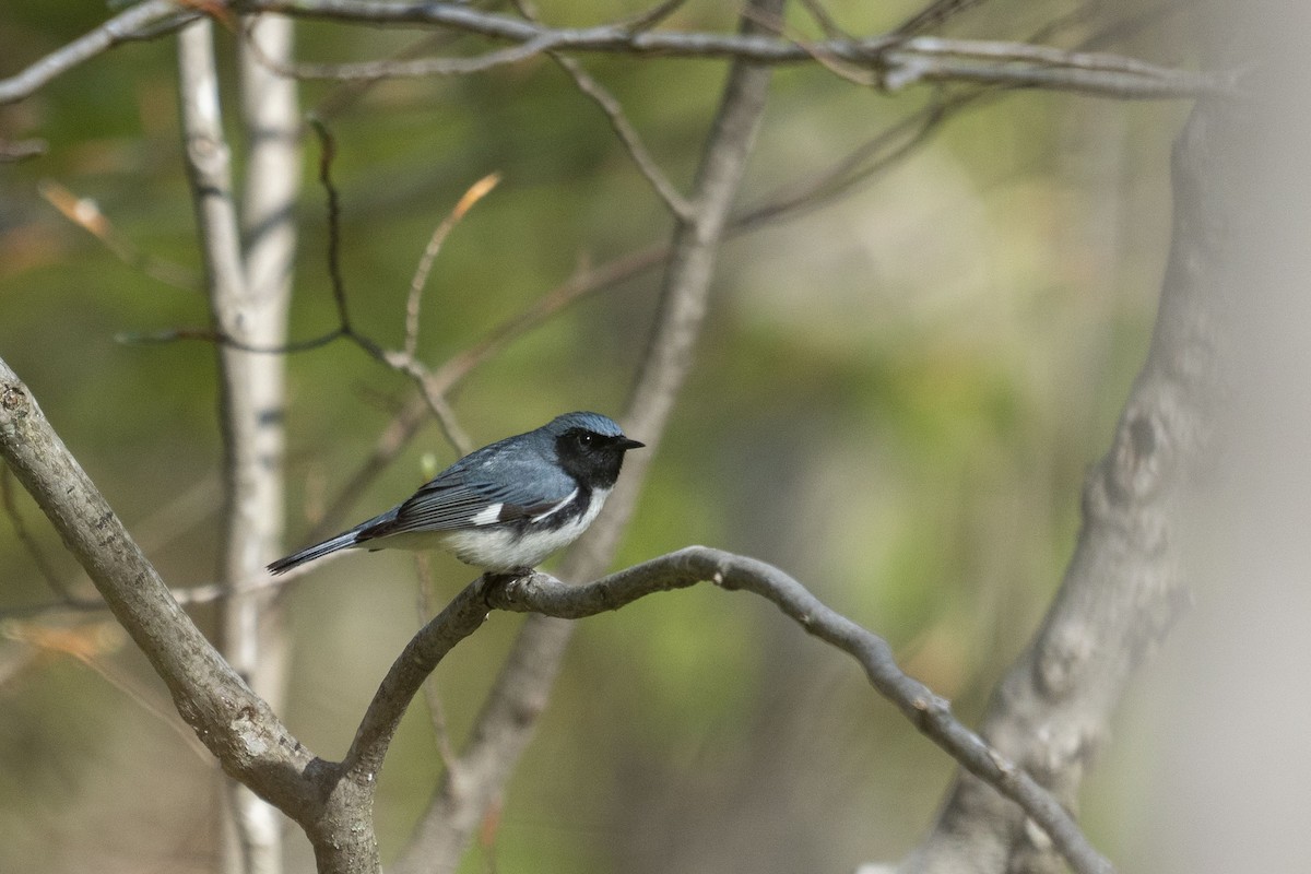 Black-throated Blue Warbler - ML423398711