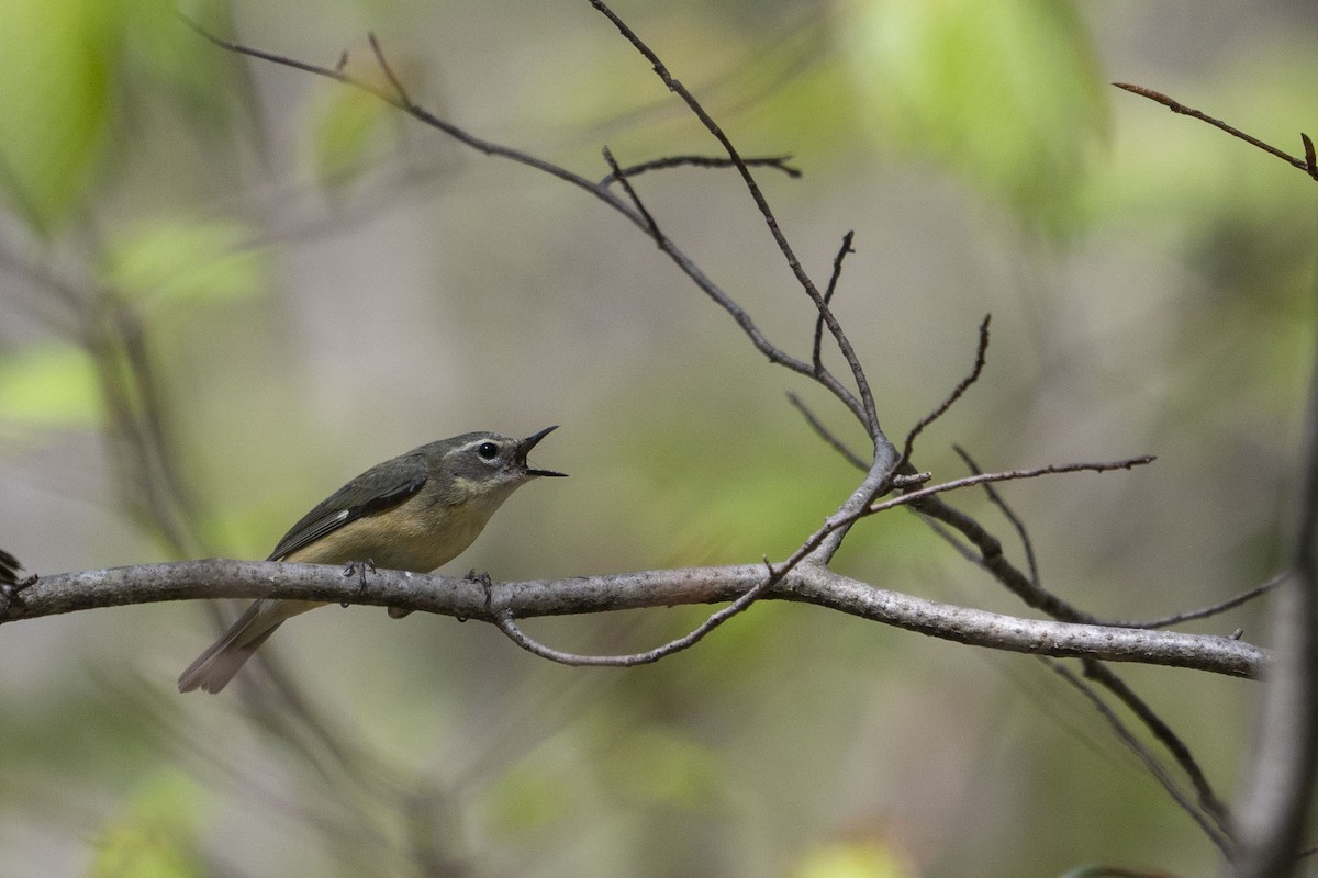 Black-throated Blue Warbler - ML423398761