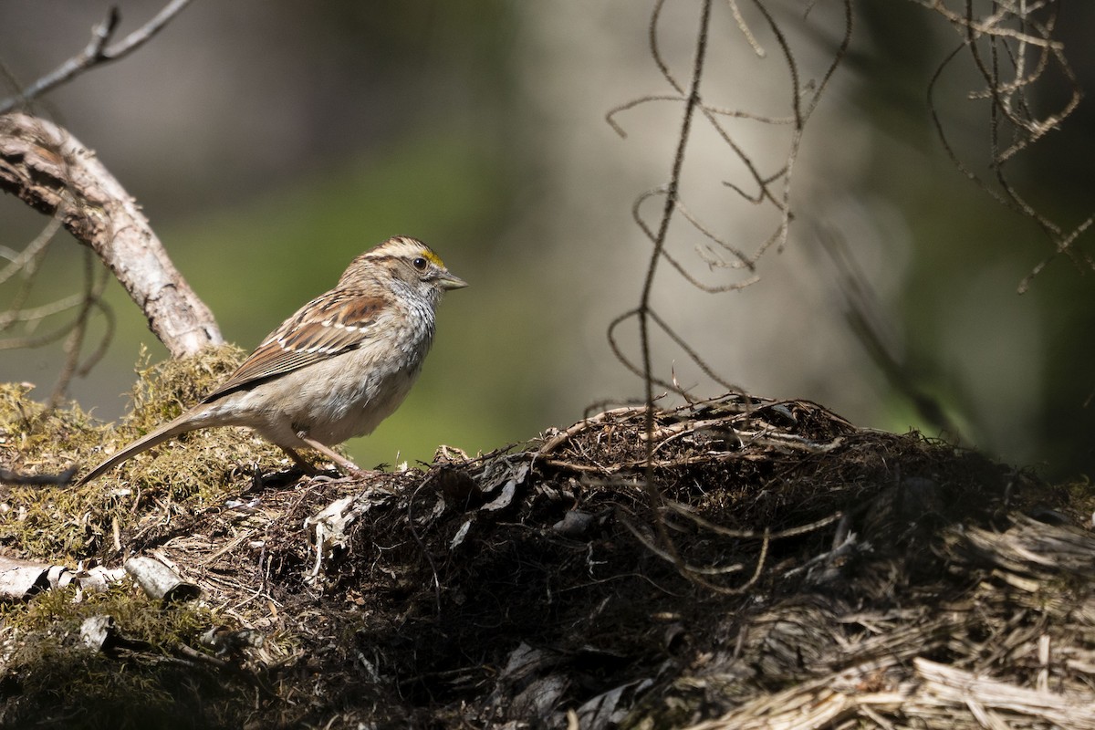 White-throated Sparrow - ML423398851