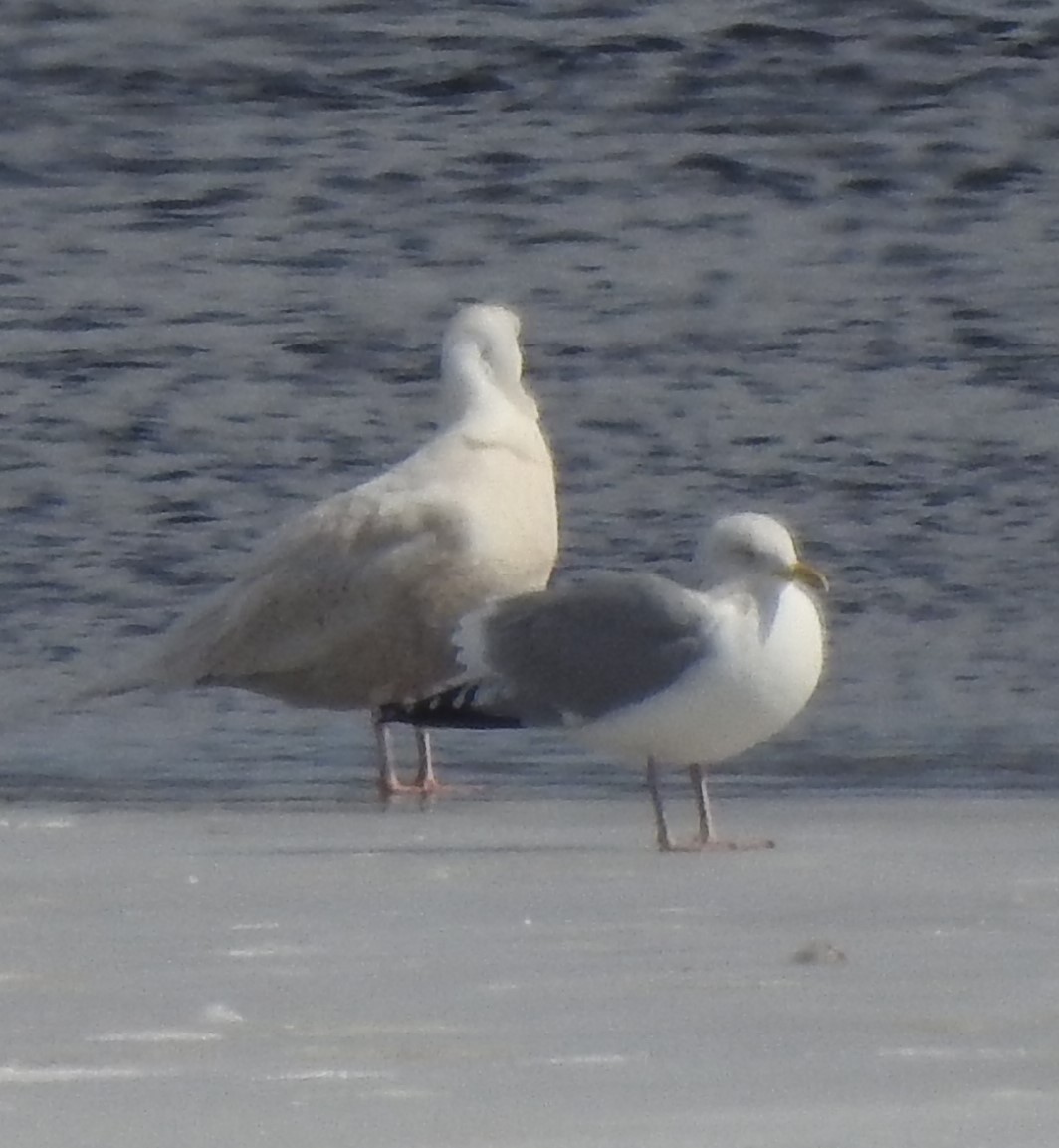 Glaucous Gull - ML423399001