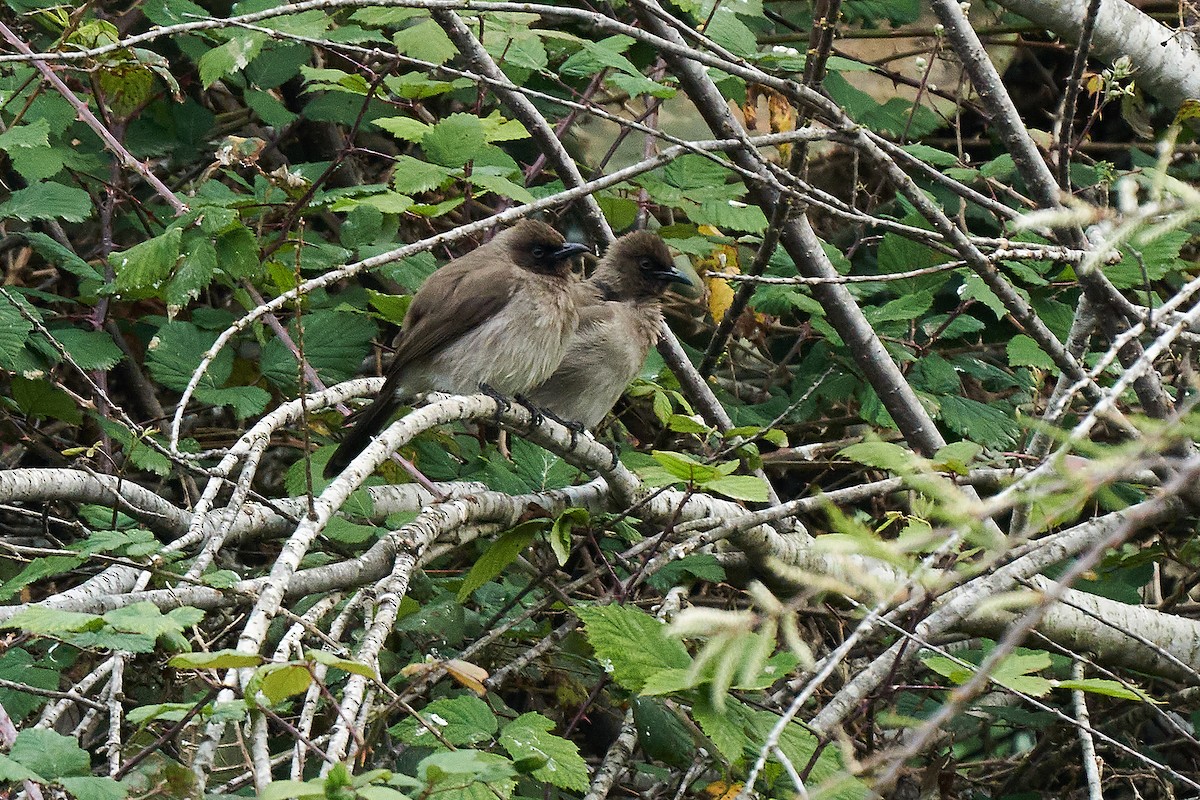 Common Bulbul - ML423400691