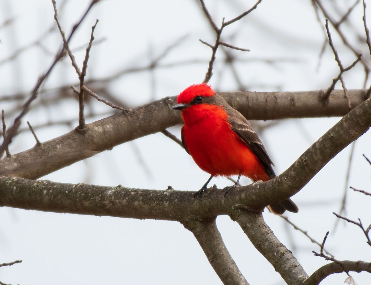 Vermilion Flycatcher - ML423400721