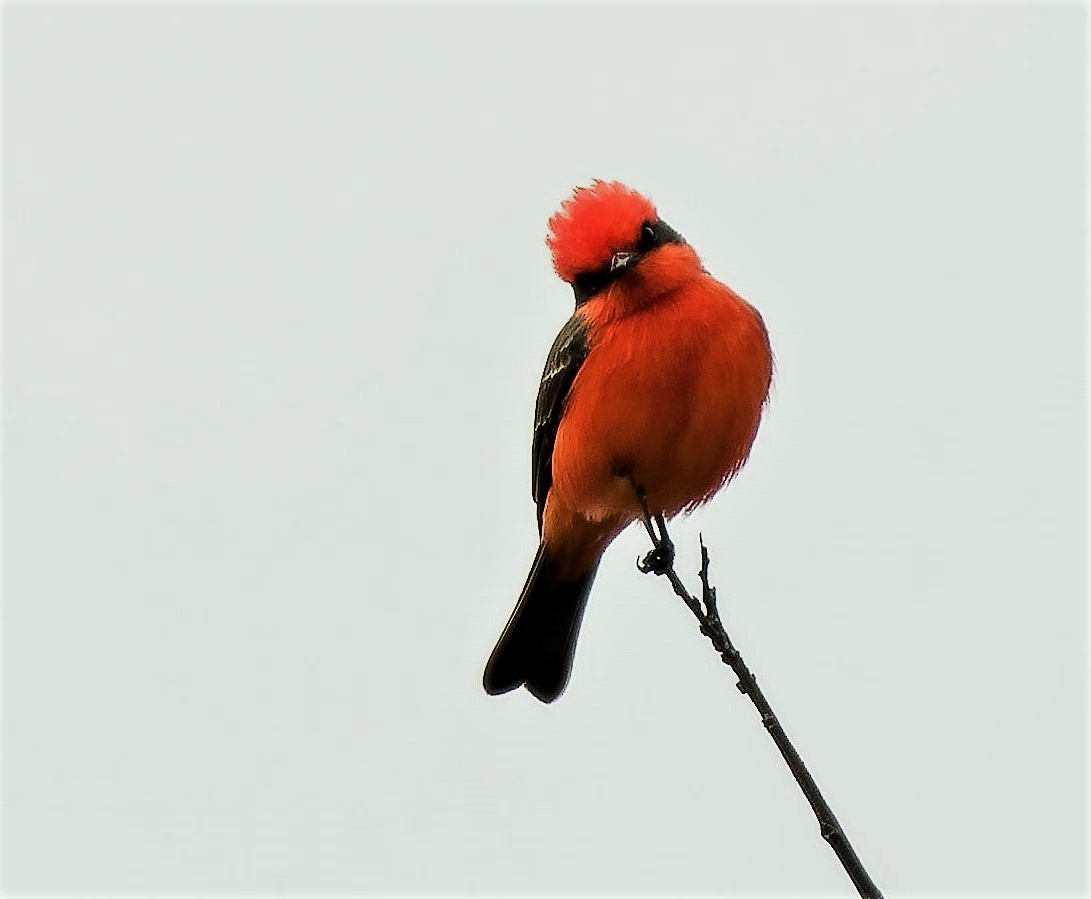 Vermilion Flycatcher - ML423400851