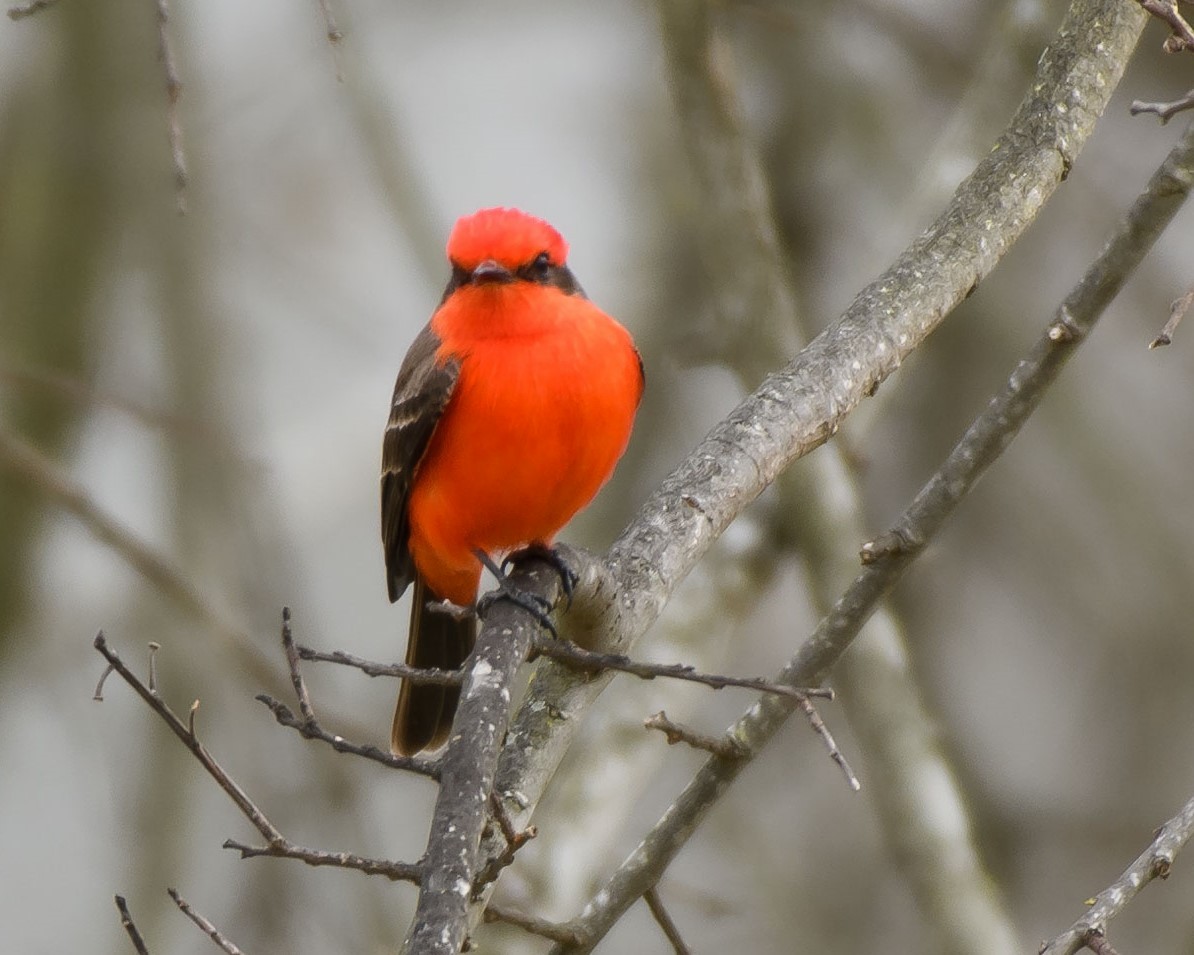 Vermilion Flycatcher - ML423400911