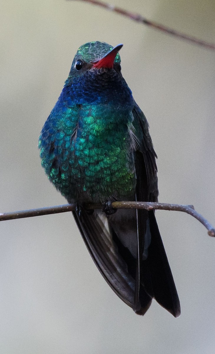 Broad-billed Hummingbird - ML423402401