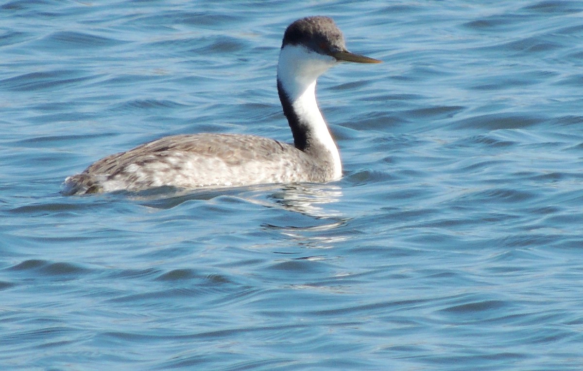 Western Grebe - ML423403351