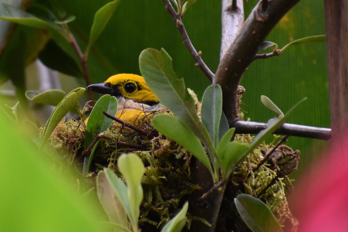 Silver-throated Tanager - ML423403661