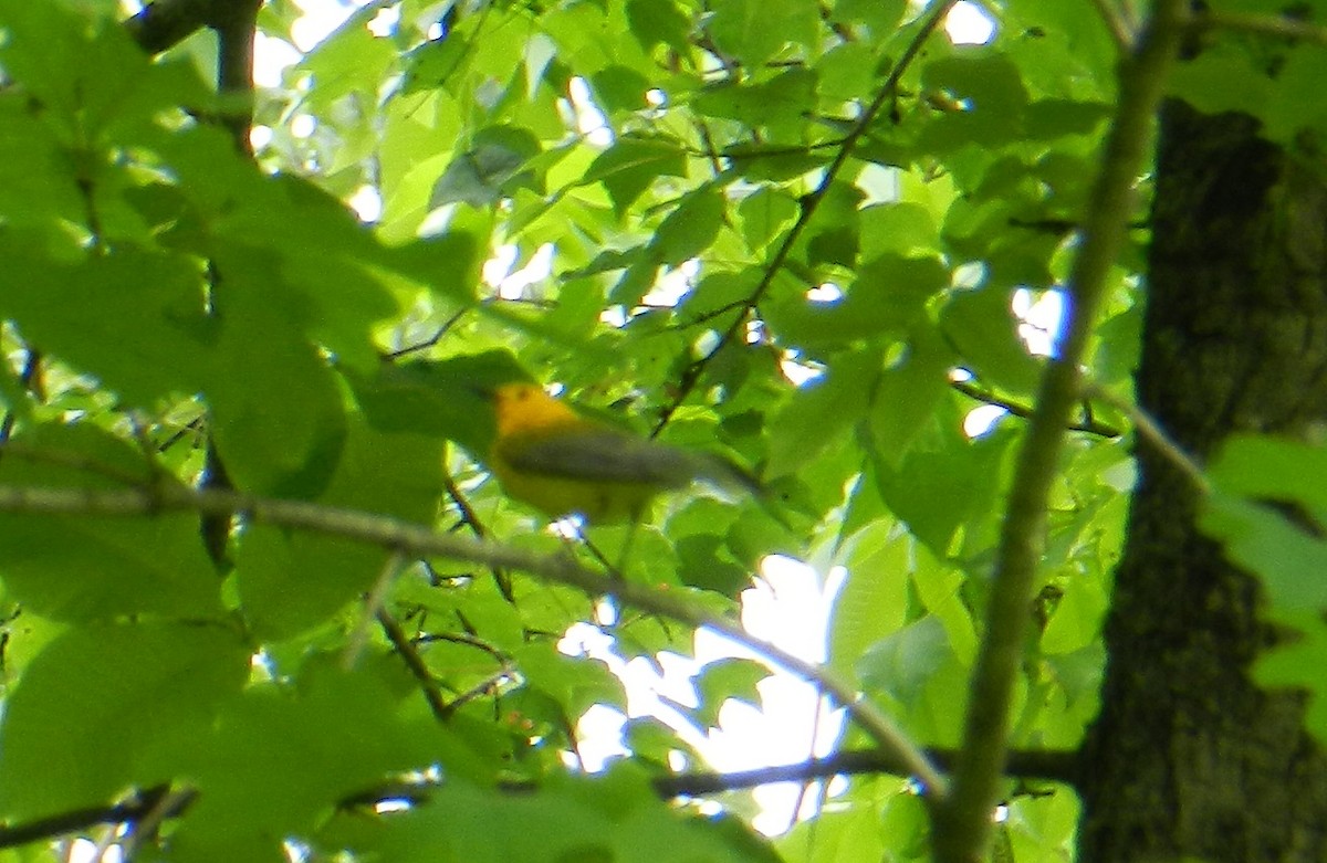 Prothonotary Warbler - ML423404481