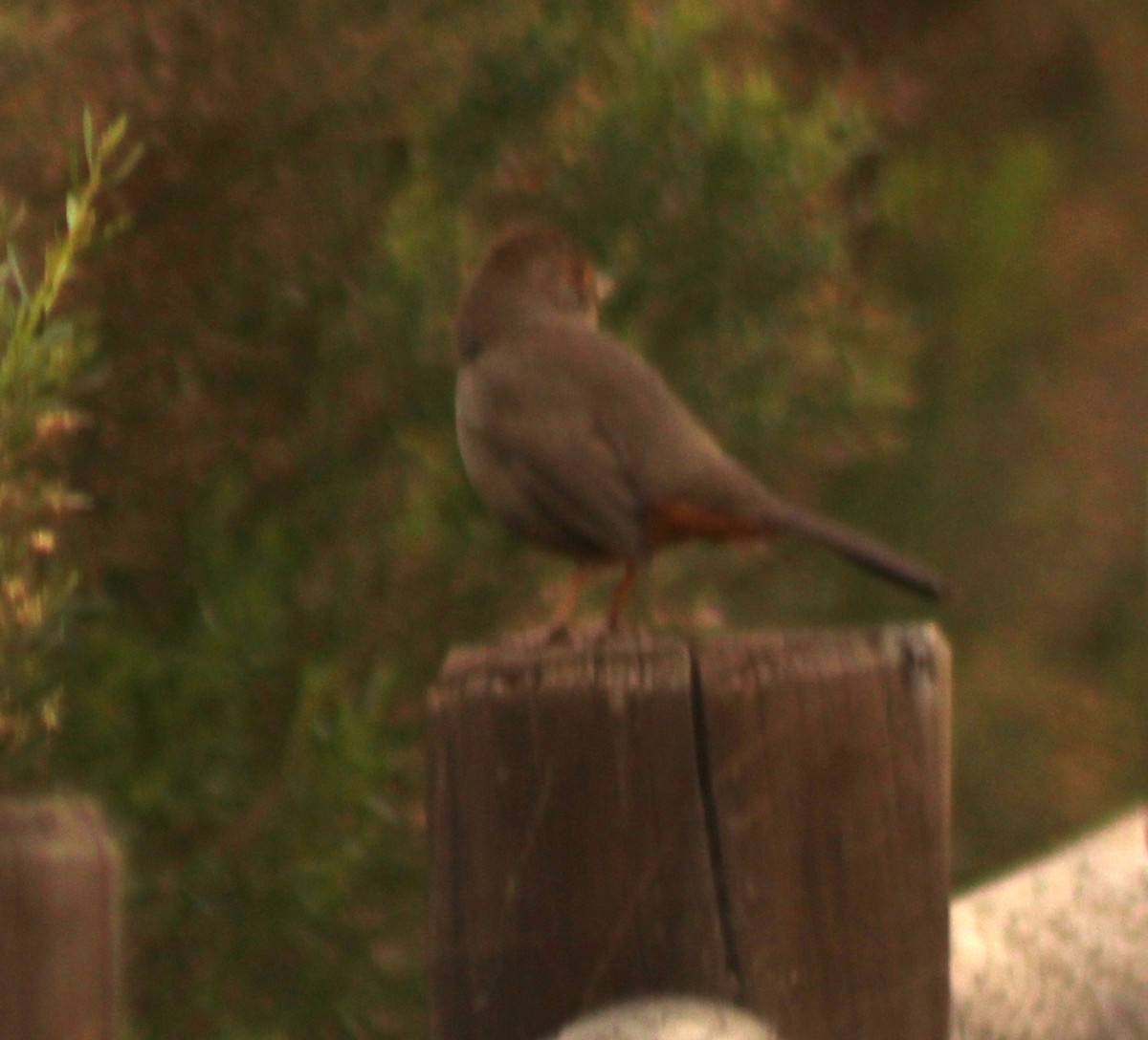 California Towhee - ML423405701