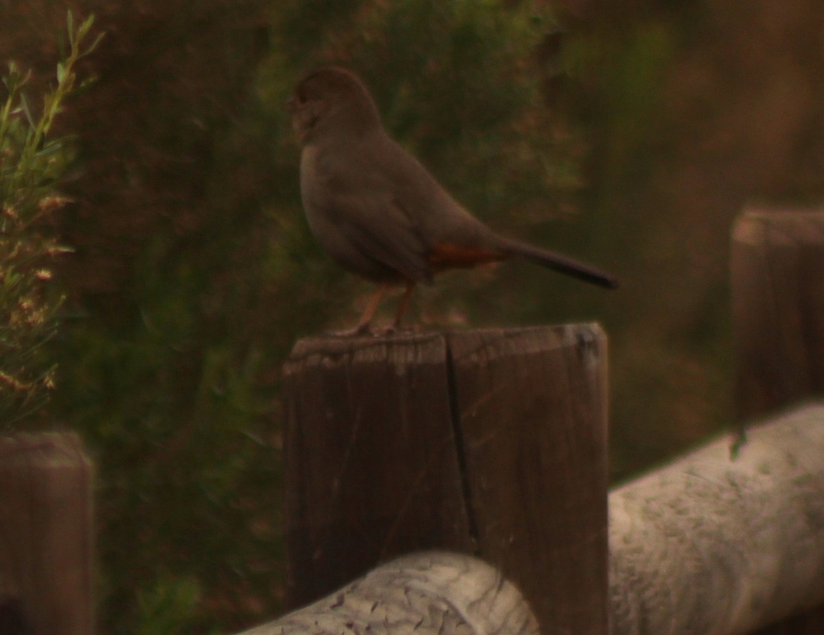 California Towhee - ML423405871