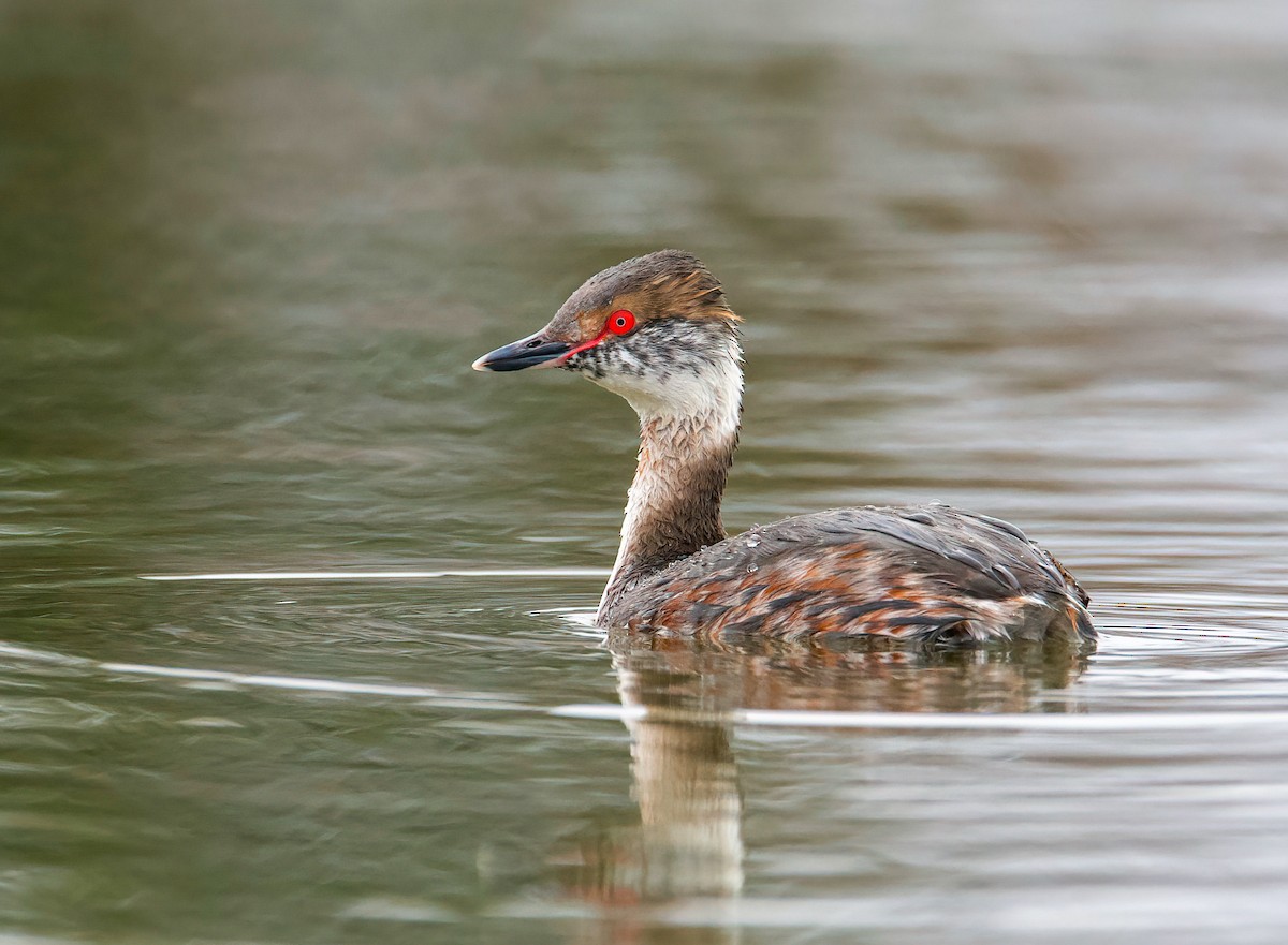 Horned Grebe - ML423406761