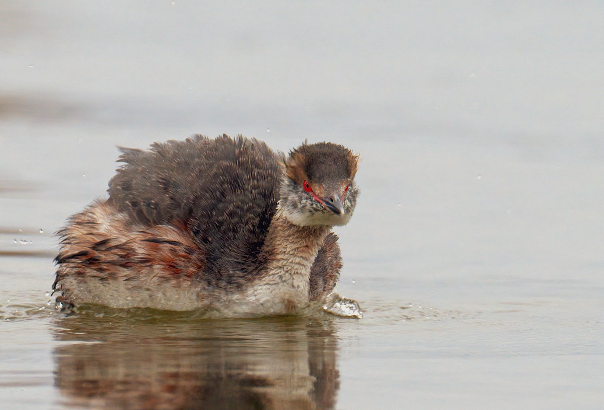 Horned Grebe - ML423406771