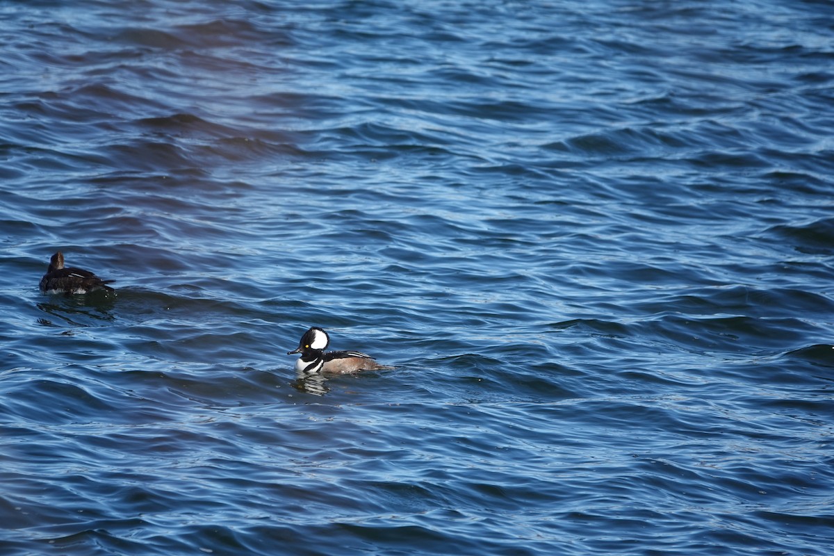 Hooded Merganser - ML423407081