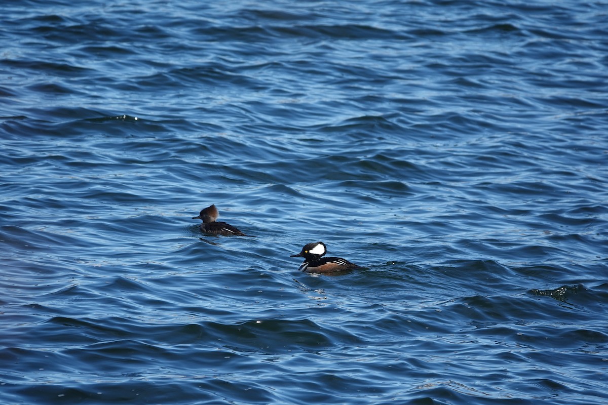 Hooded Merganser - ML423407091
