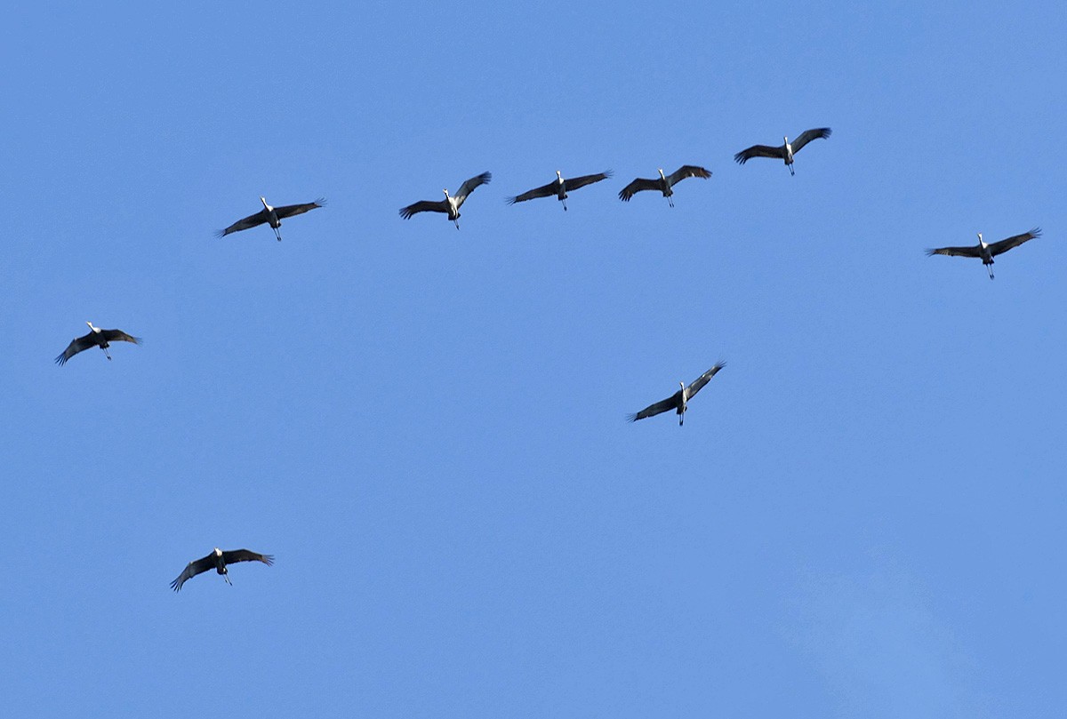 Sandhill Crane - ML423411221