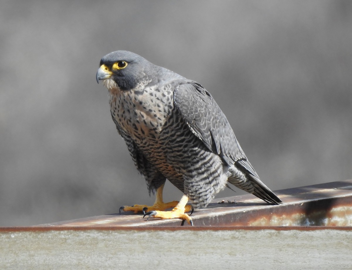 Peregrine Falcon - Donna Johnston