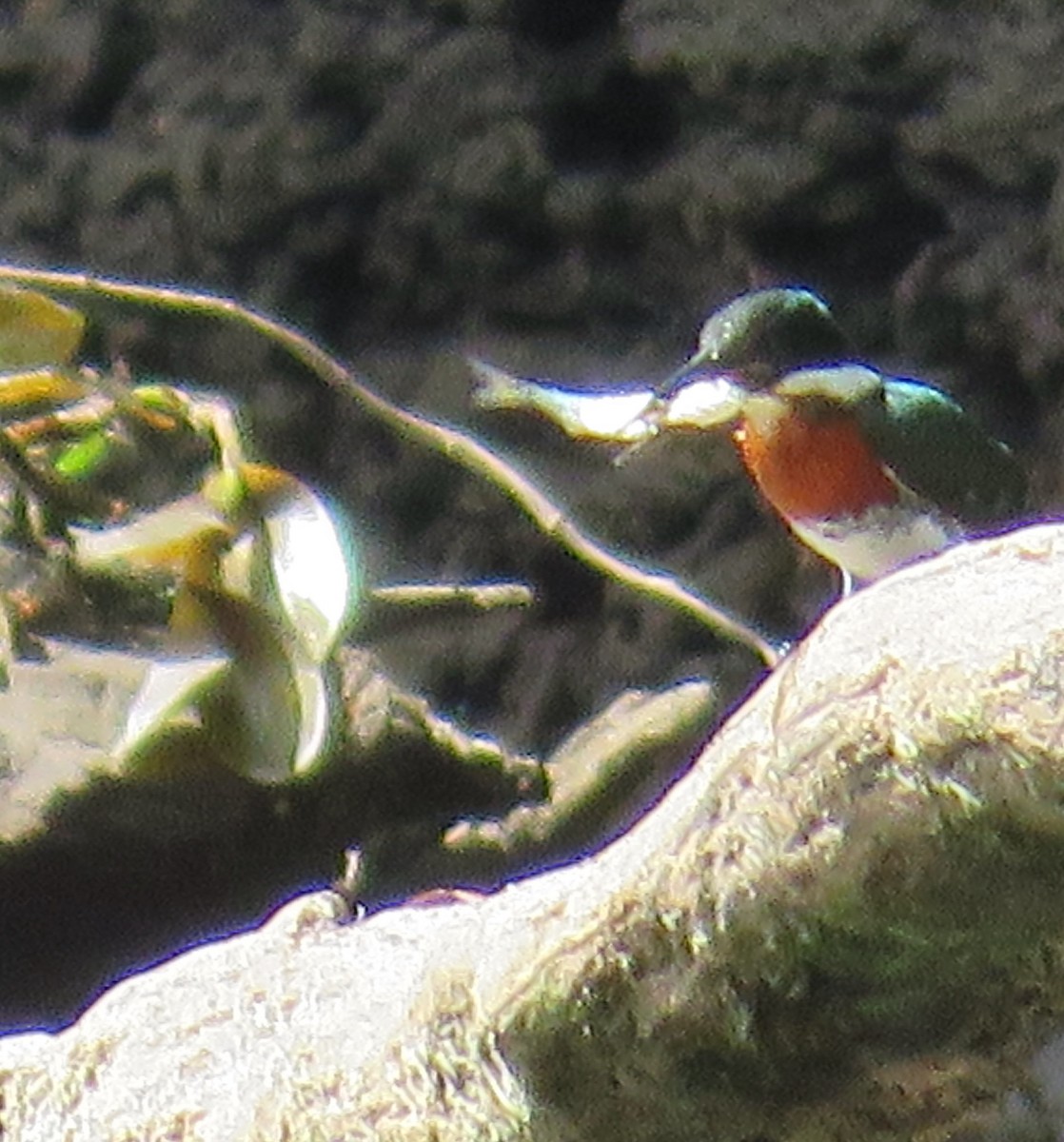 Martin-pêcheur d'Amazonie - ML423414881