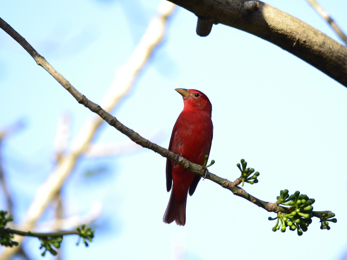 Summer Tanager - ML42341701