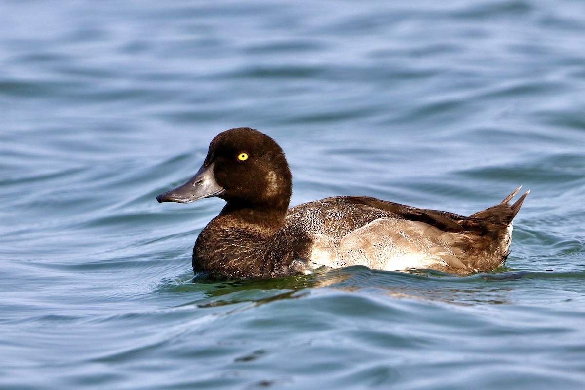 Greater Scaup - ML423418221