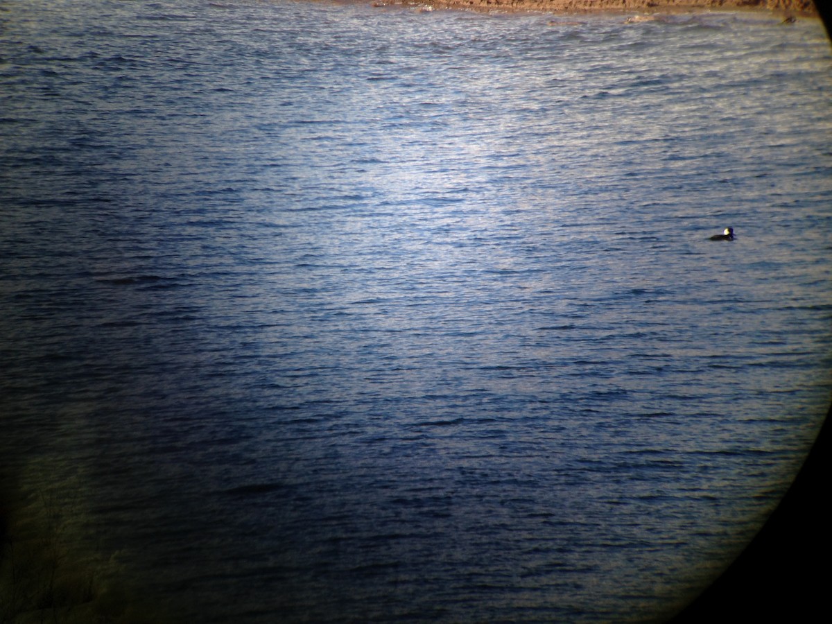 Hooded Merganser - ML42341961