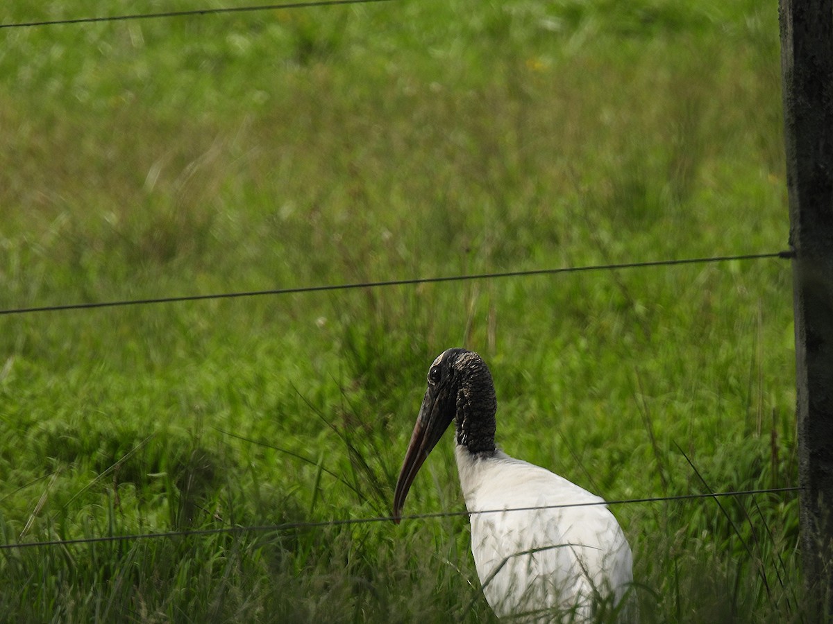 Wood Stork - ML423420261