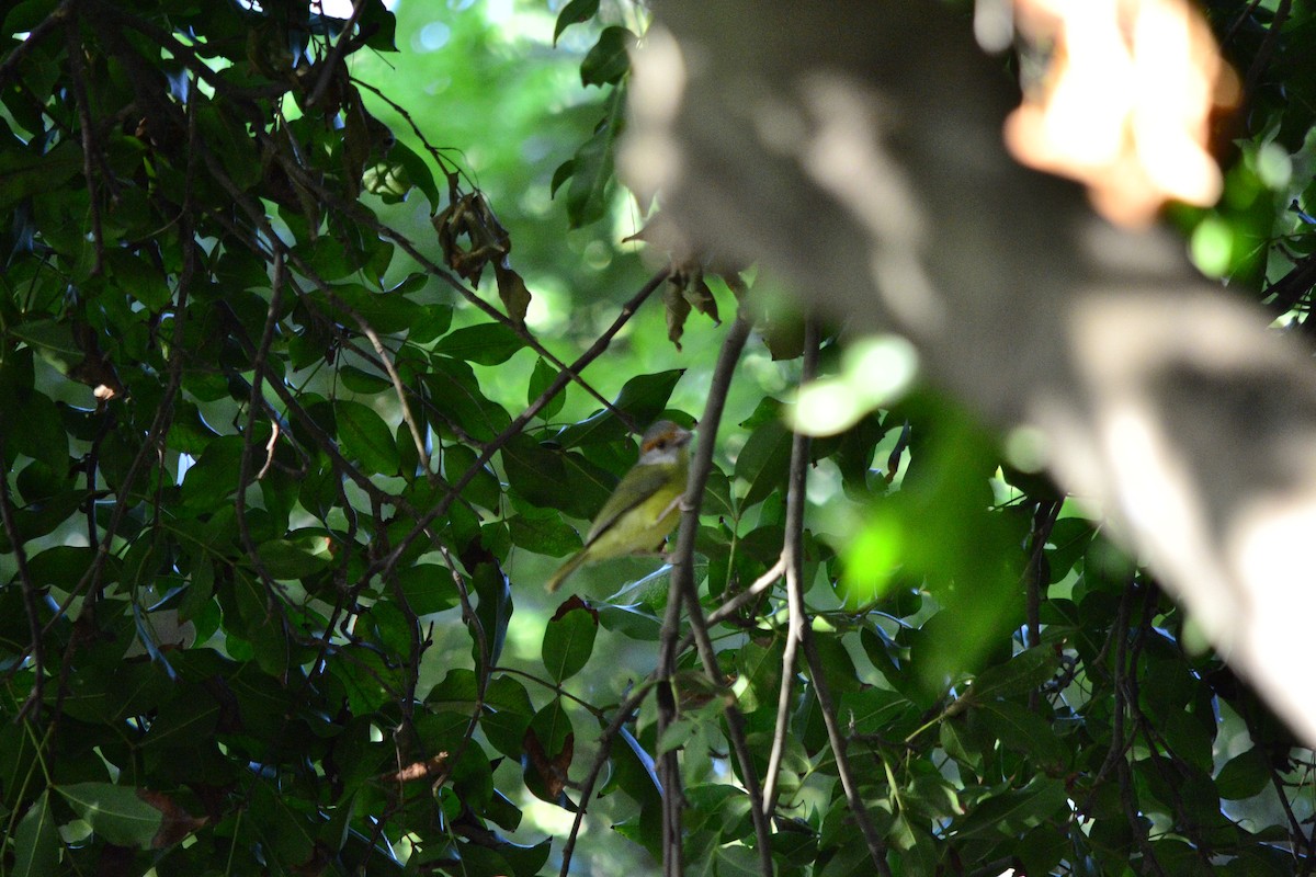 Rufous-browed Peppershrike - ML42342231