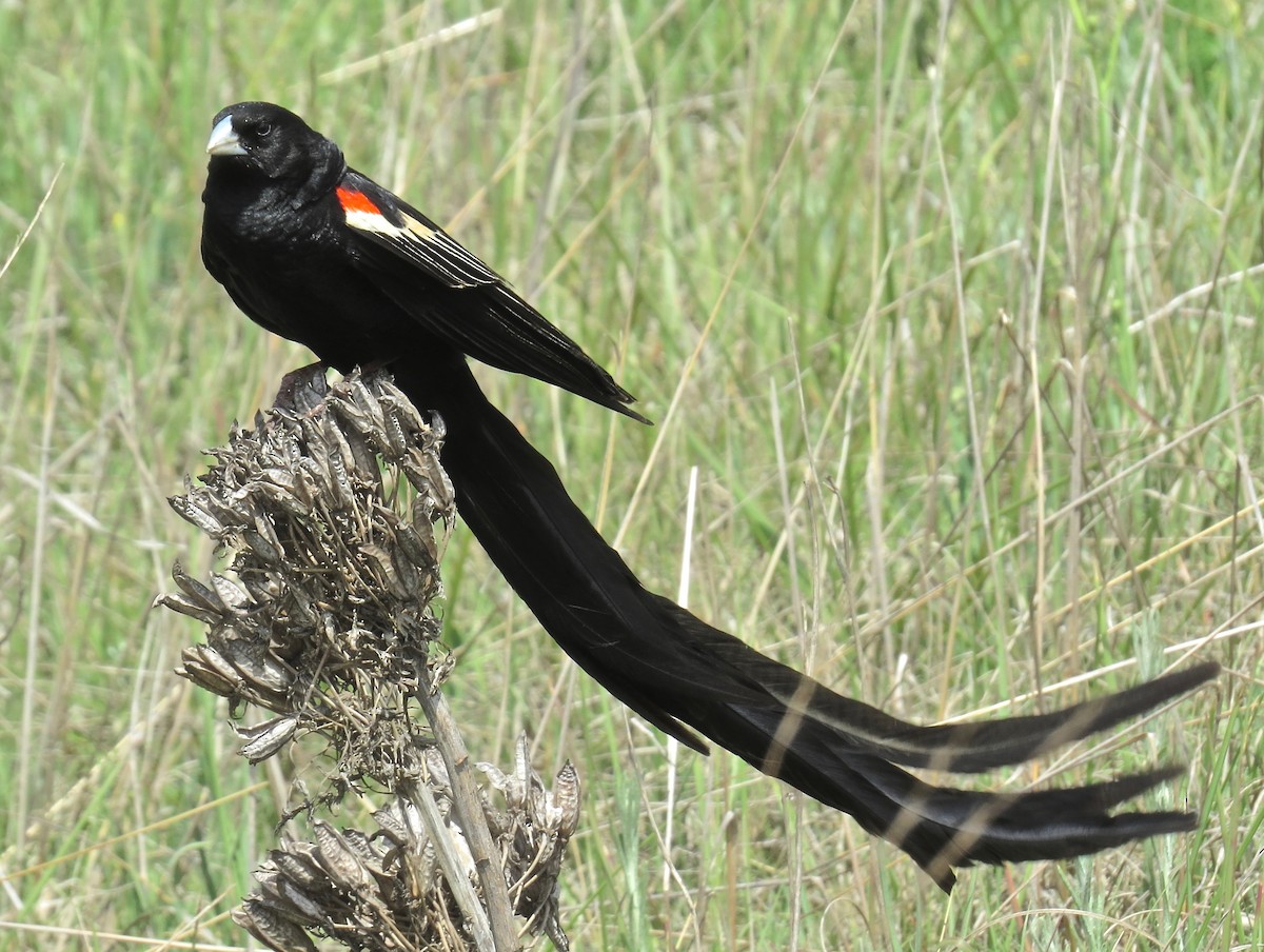 Long-tailed Widowbird - ML423424301