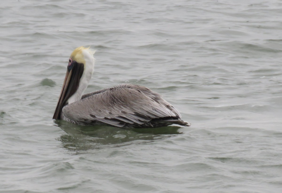 Brown Pelican - ML423424681