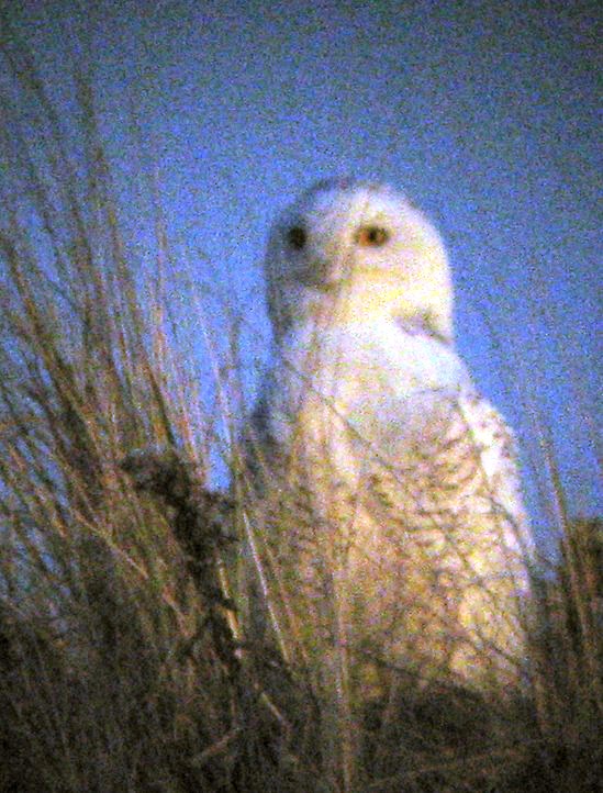 Snowy Owl - John Gluth