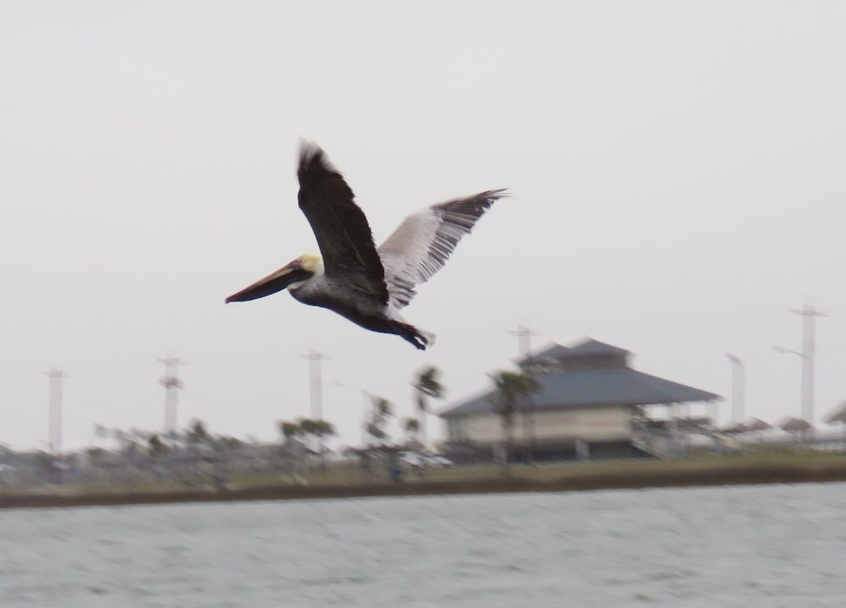 Brown Pelican - ML423424871