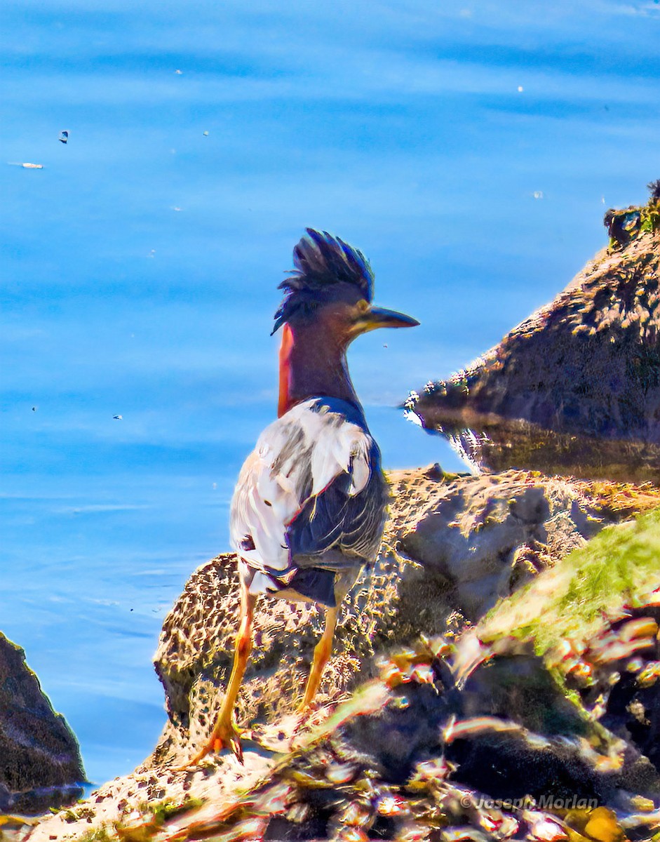 Green Heron - ML423427421