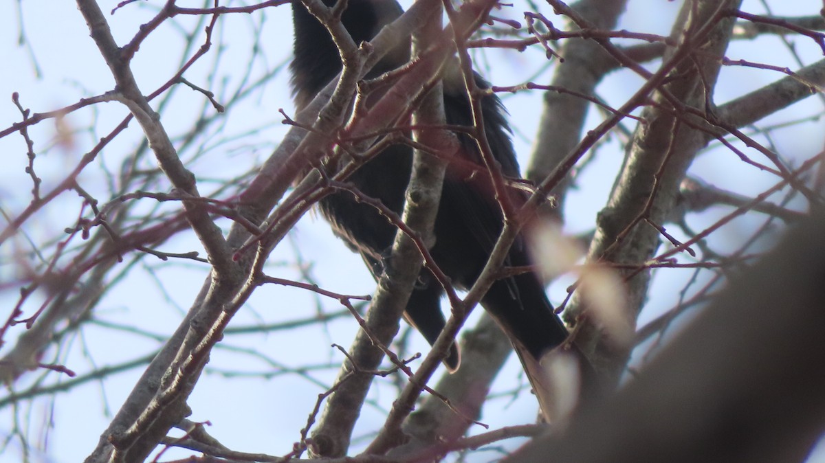 Common Grackle - ML423427461