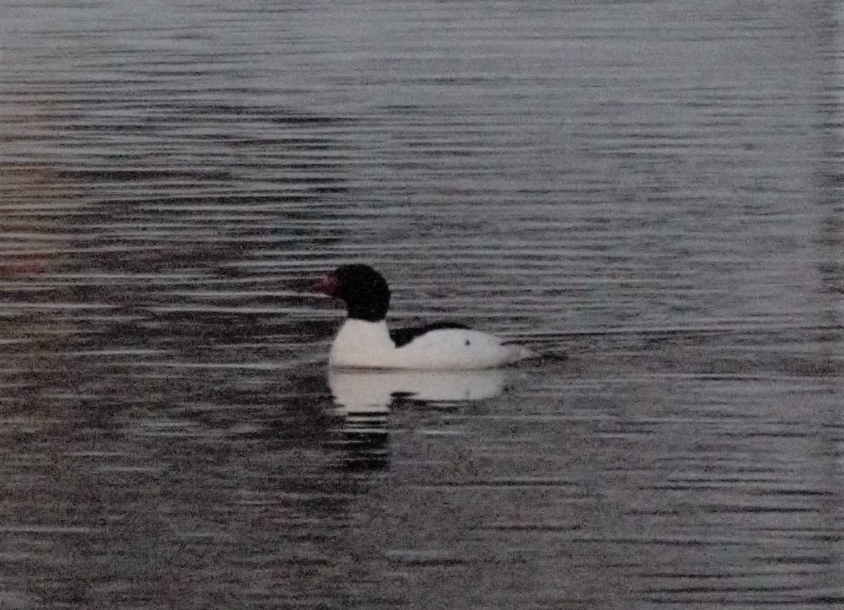 Common Merganser - ML423427741