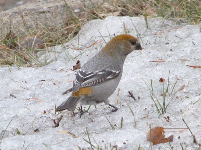 Pine Grosbeak - ML423428301