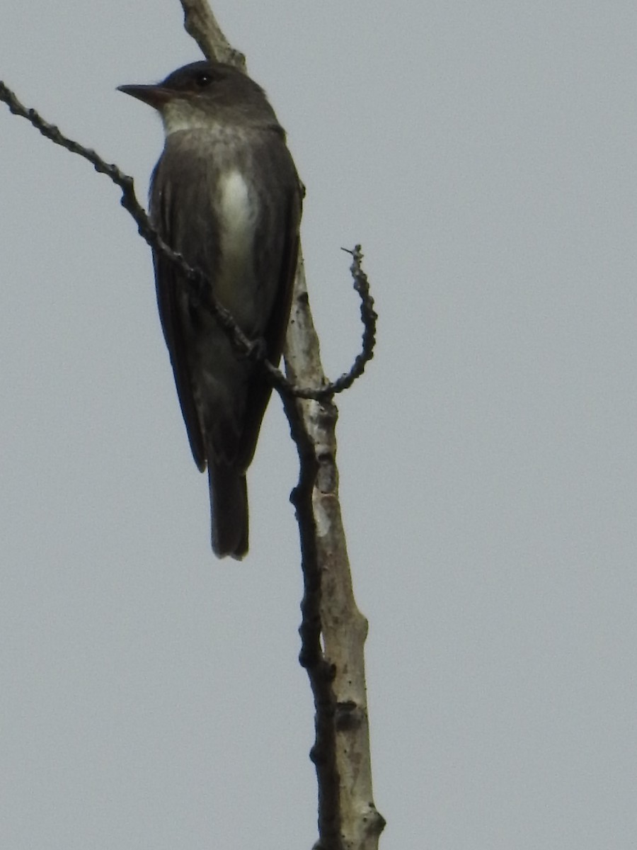 Olive-sided Flycatcher - ML42342851