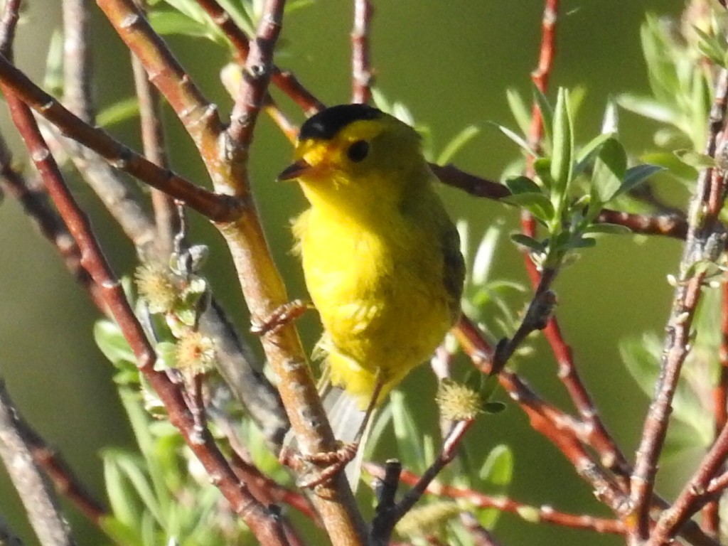 Wilson's Warbler - ML42342861