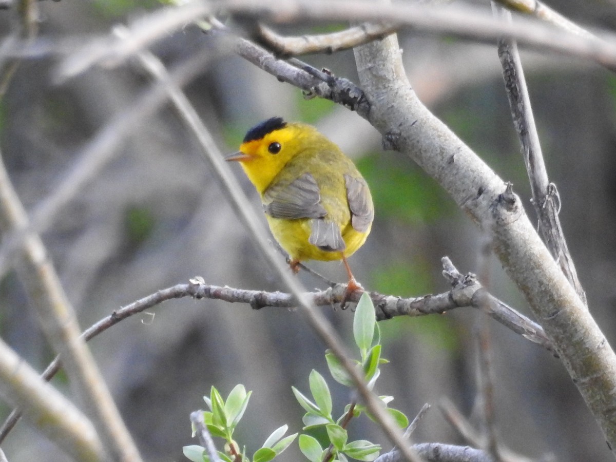 Wilson's Warbler - ML42342961