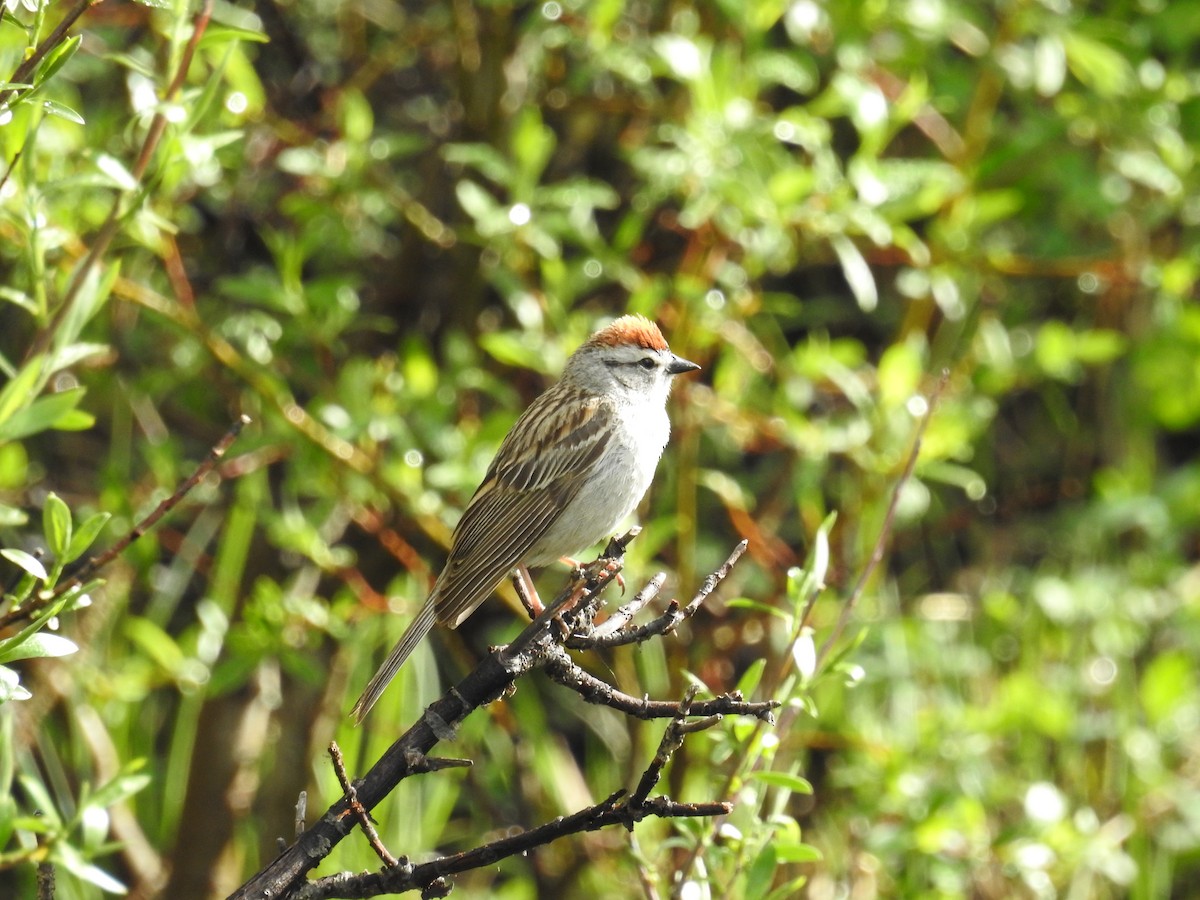 Chipping Sparrow - ML42342991