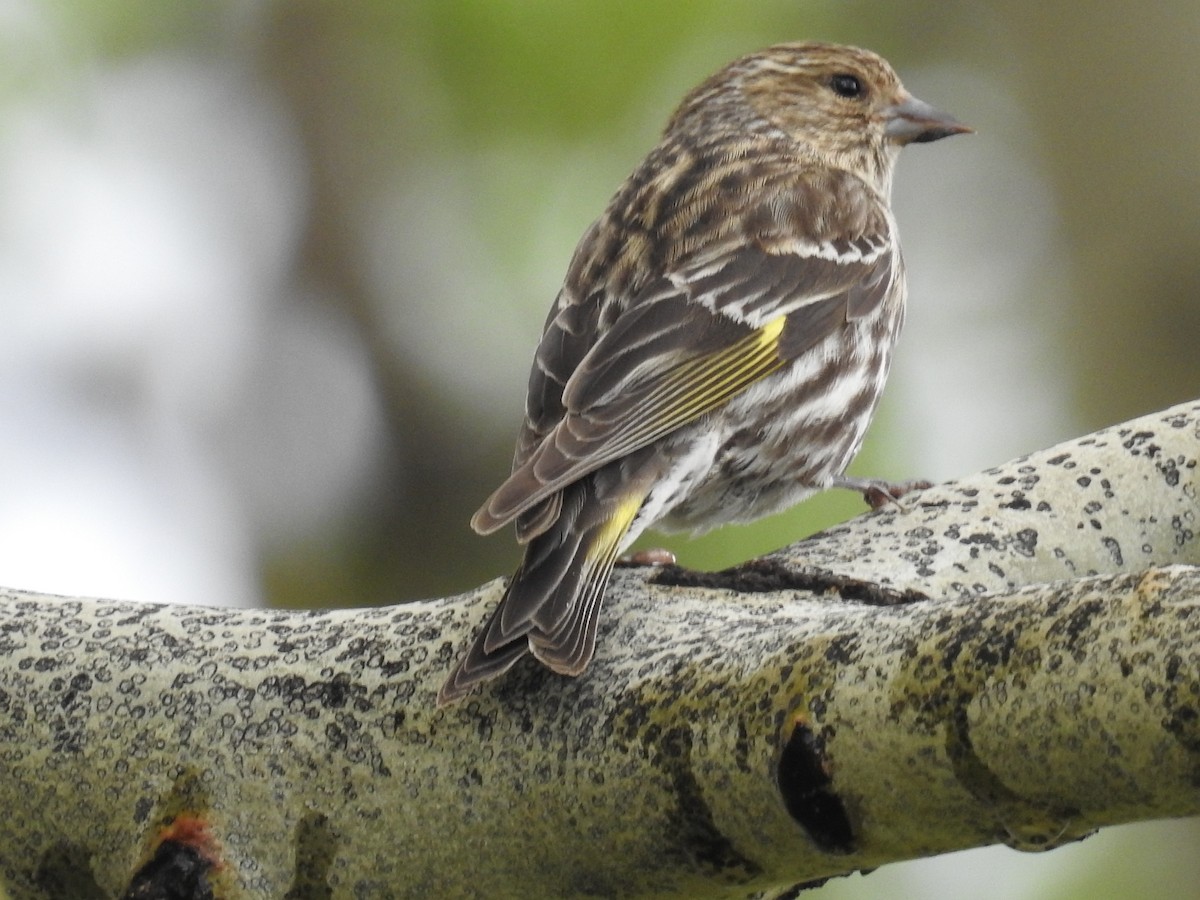 Pine Siskin - ML42343021