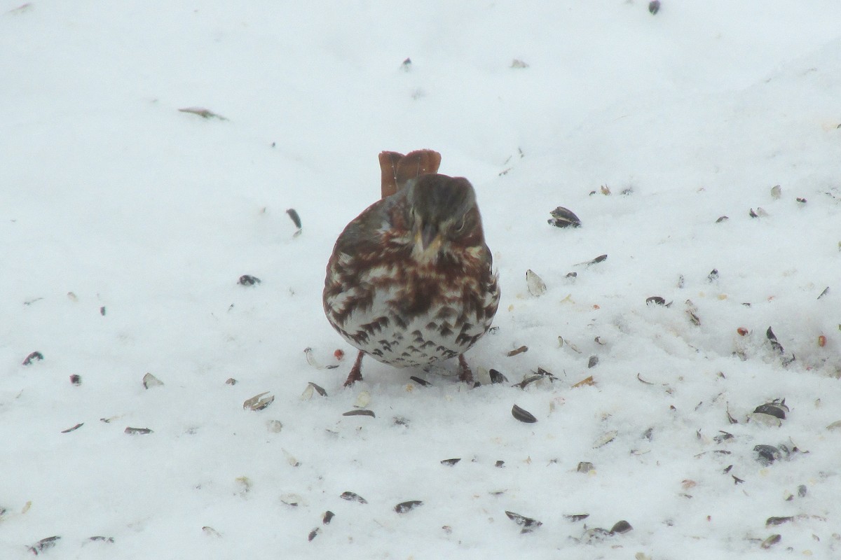 Fox Sparrow (Red) - Steve Henricks