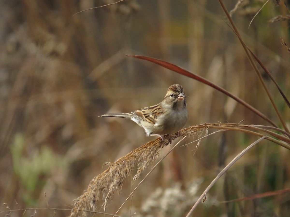 Chipping Sparrow - Matt Spangler