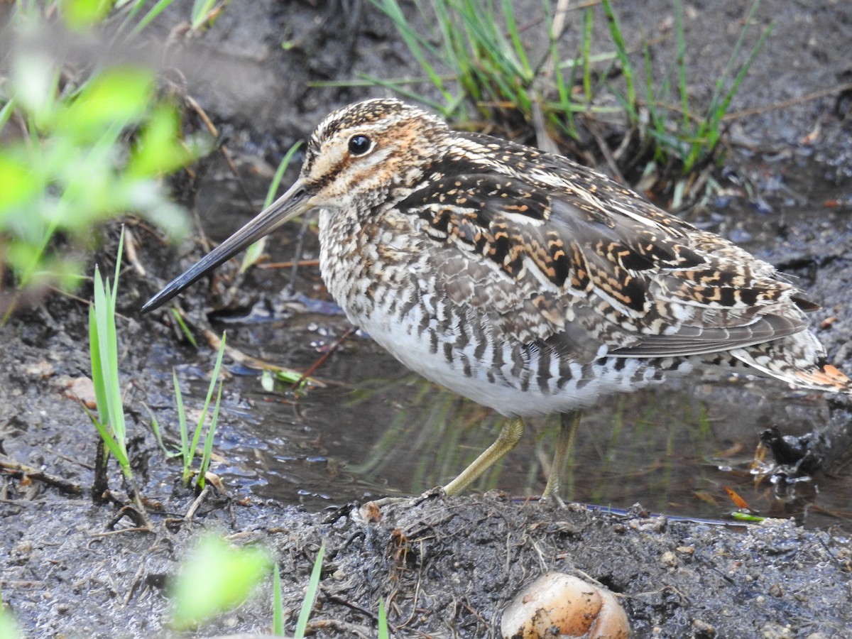 Wilson's Snipe - ML42343061