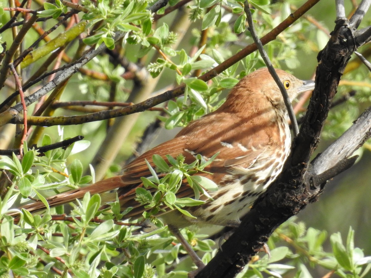 Brown Thrasher - ML42343081