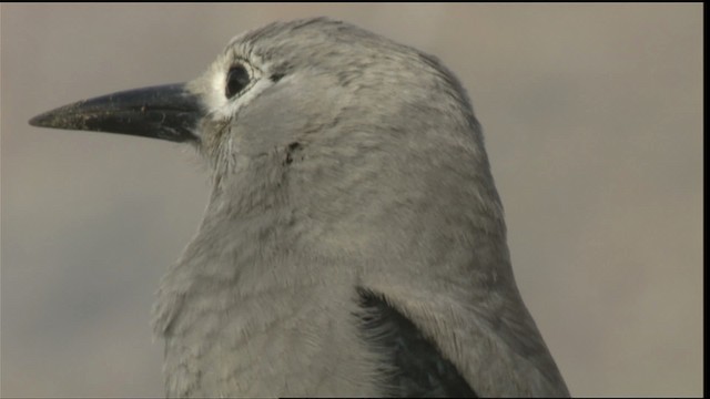 Clark's Nutcracker - ML423431