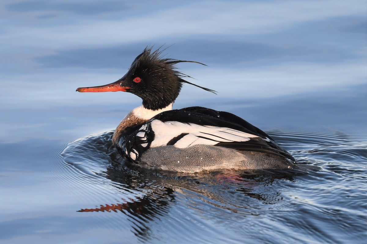 Red-breasted Merganser - ML423431061