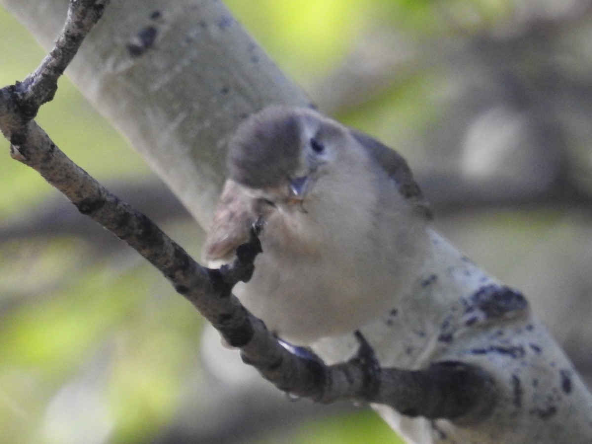 Warbling Vireo - ML42343111
