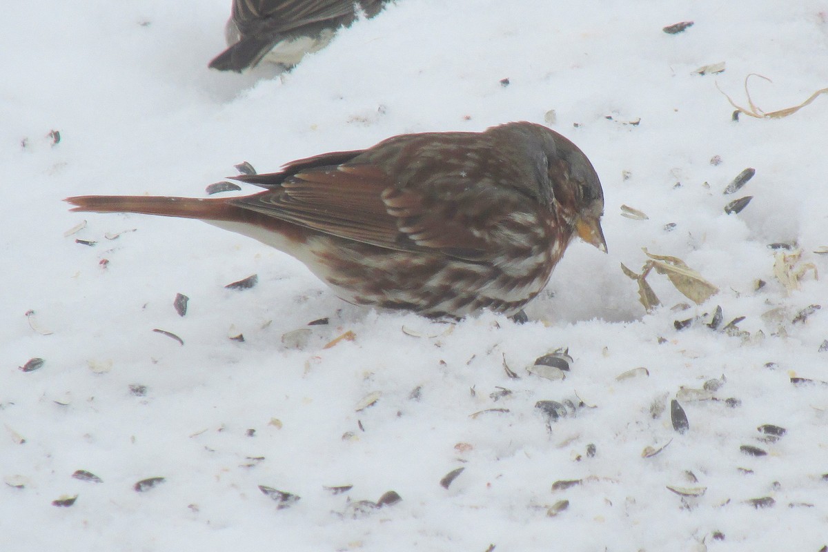 Fox Sparrow (Red) - ML42343161